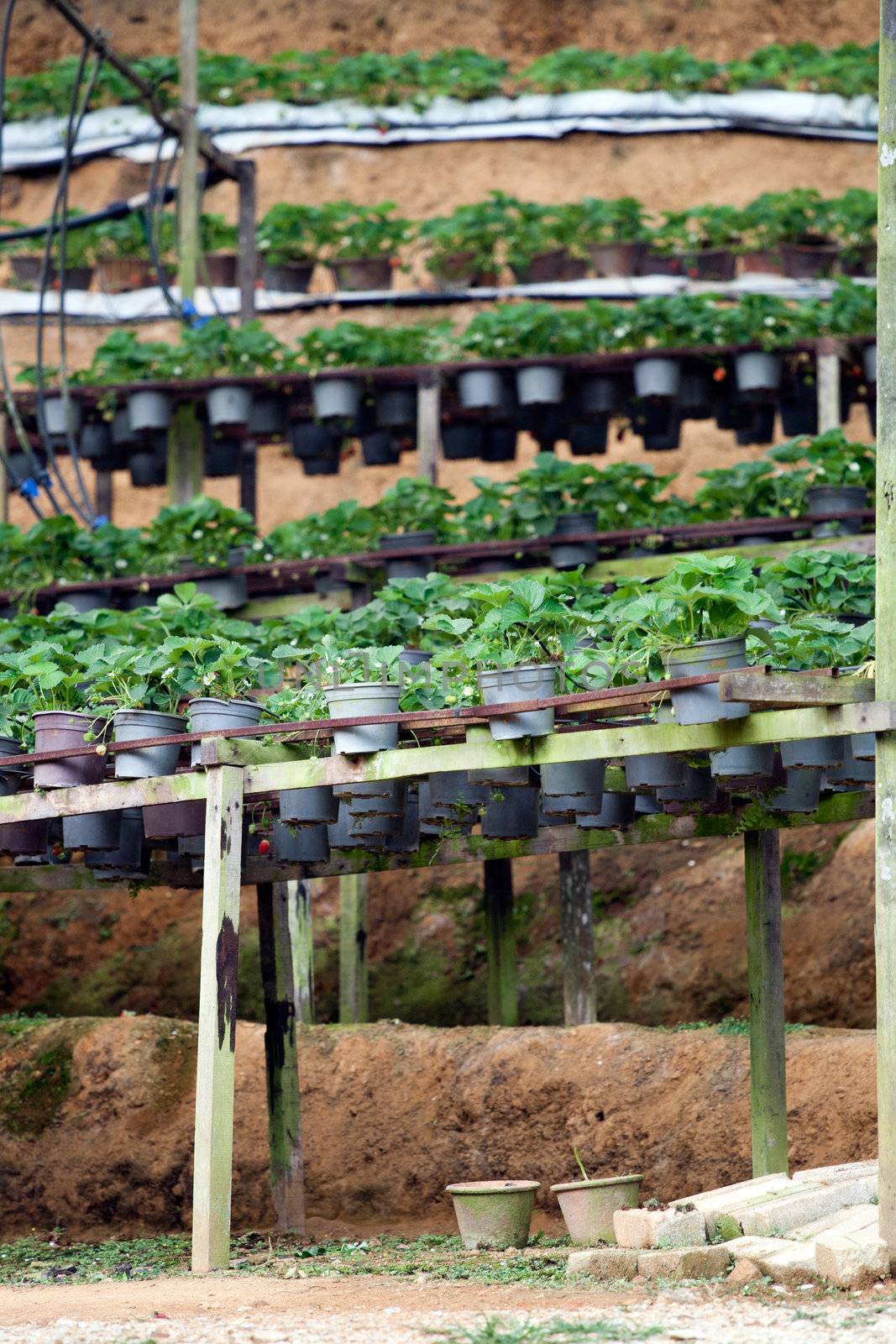 Strawberry pots in the Strawberry Farm by ints