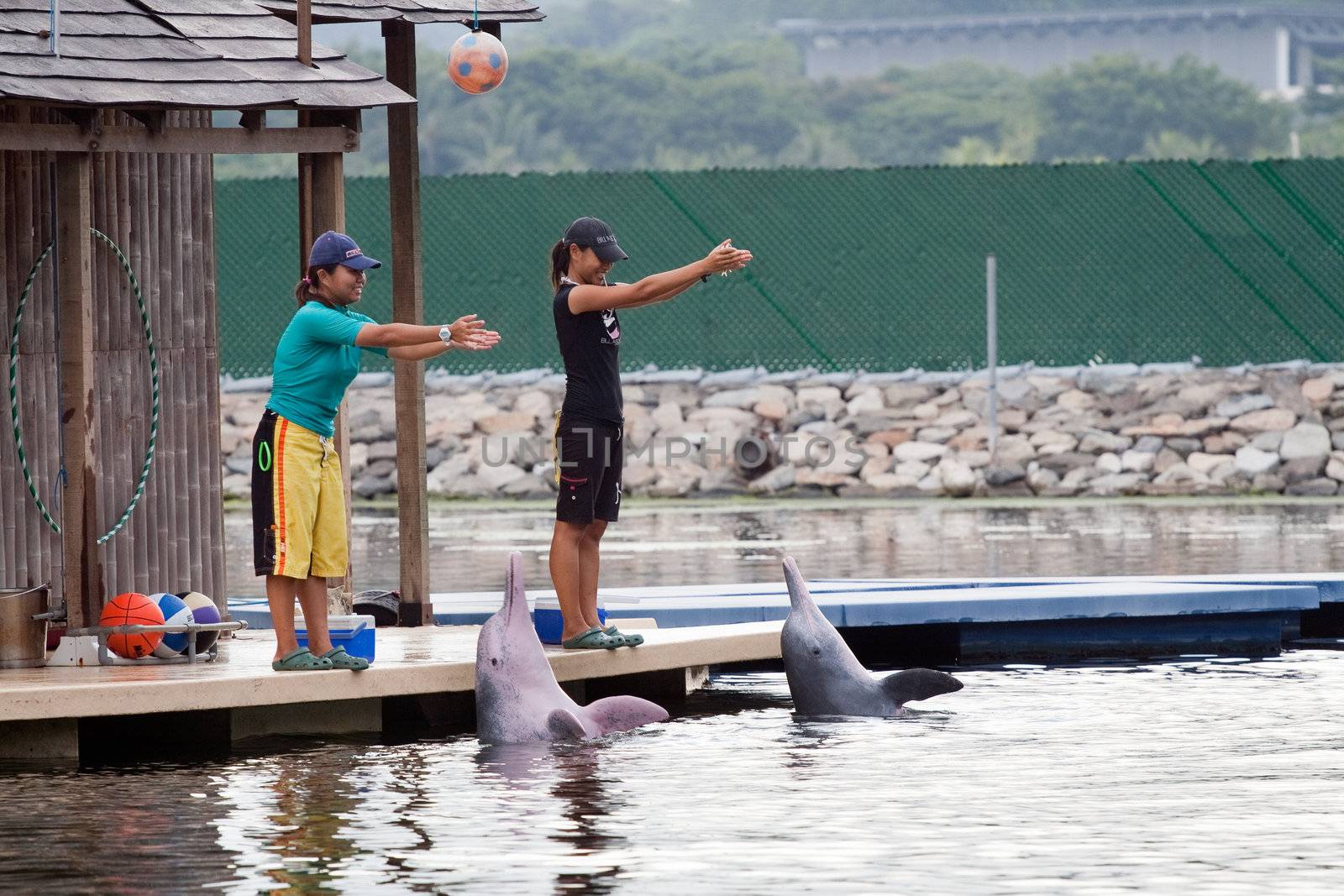 Pink Dolphin show in Sentosa Island, Singapore by ints