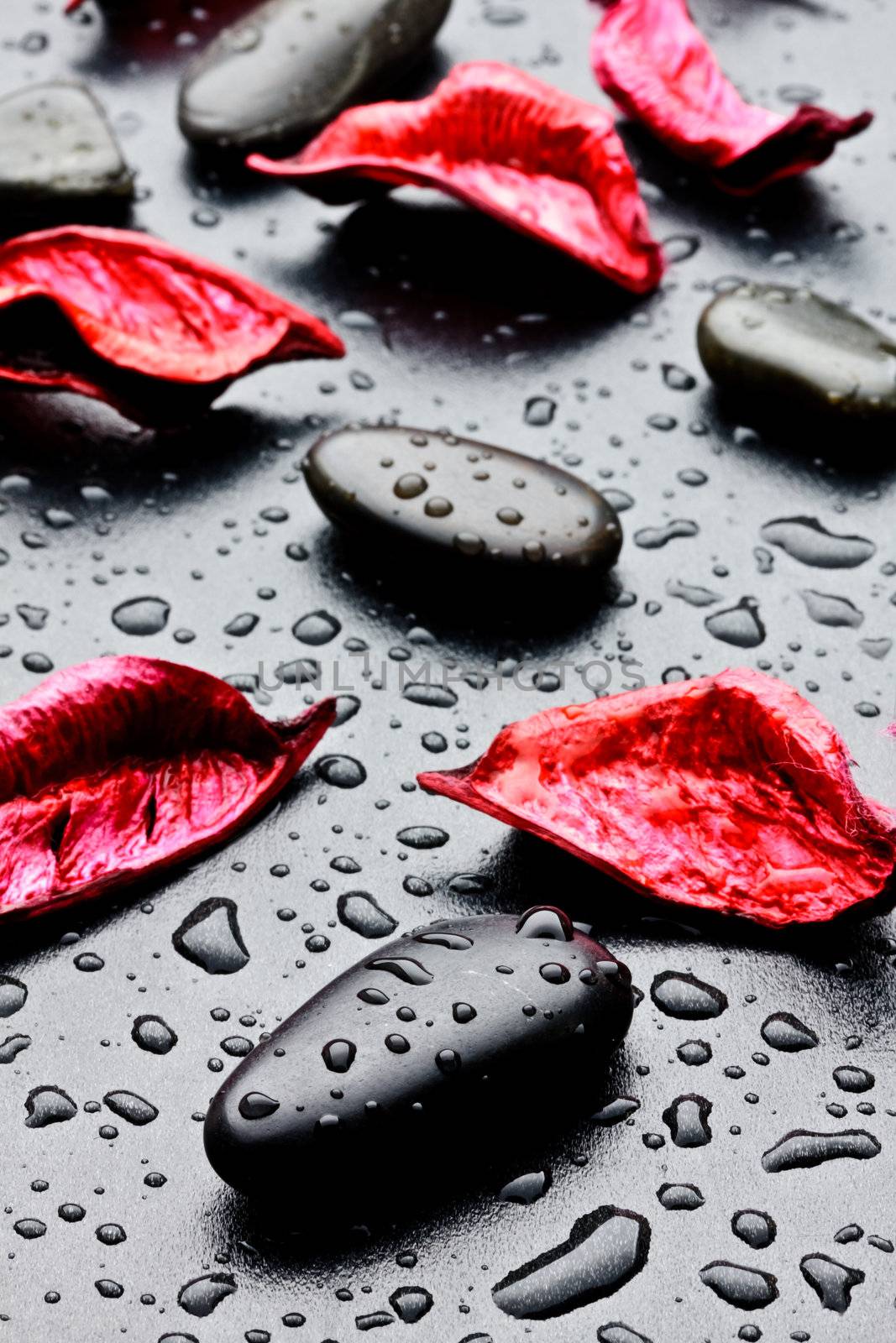 wet black stones and petal by maxg71