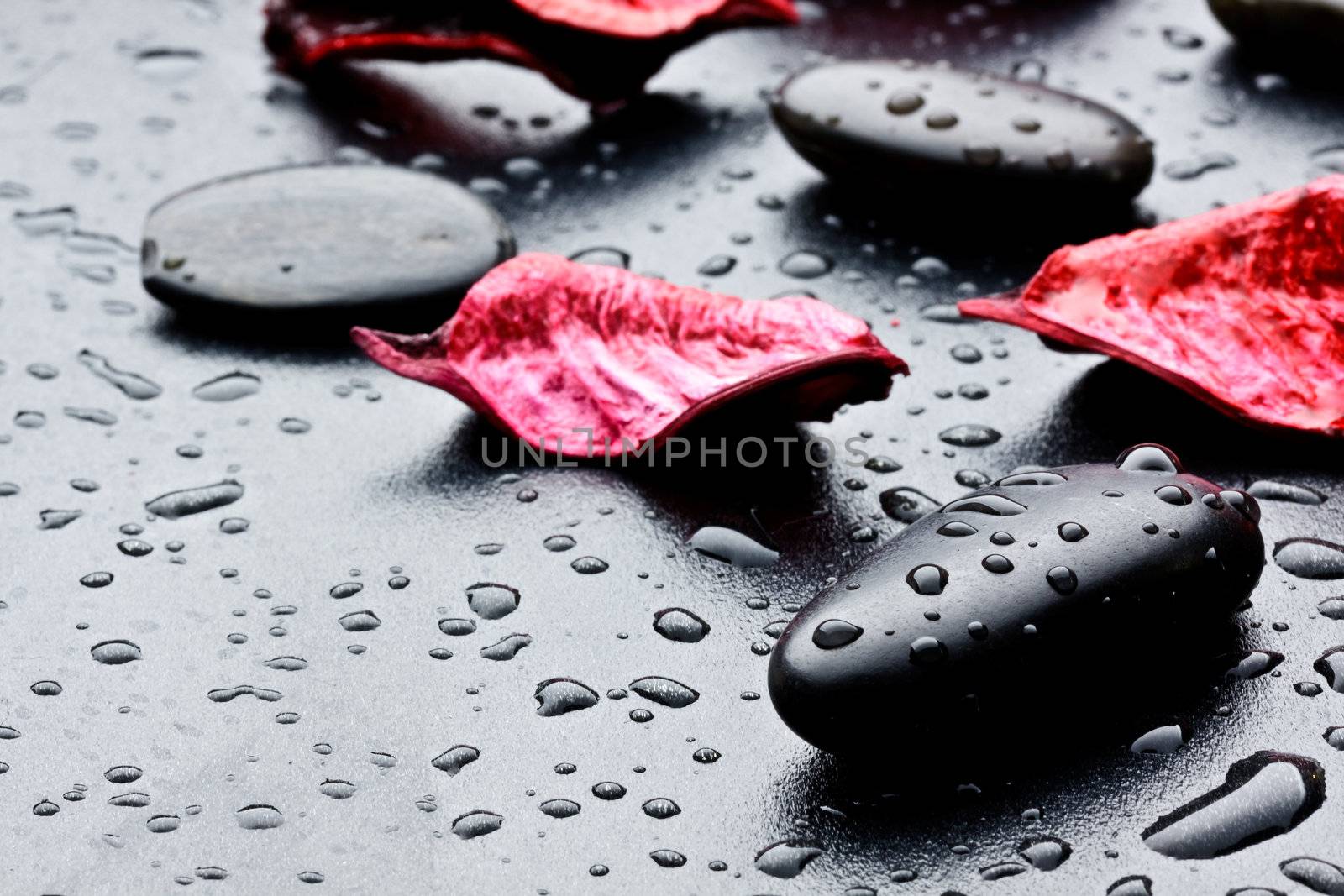 wet black stones and petal by maxg71