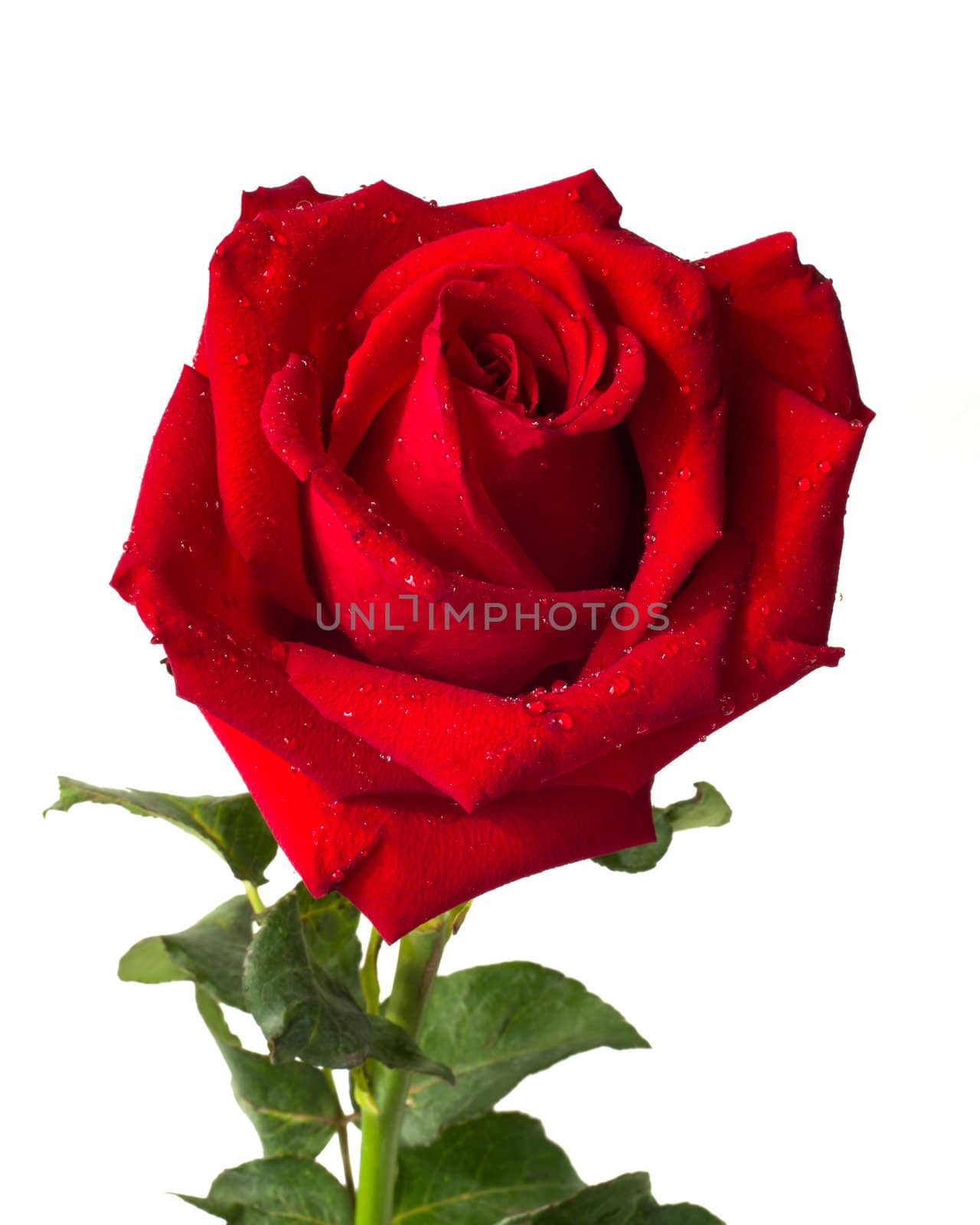 Heart form red rose on white background