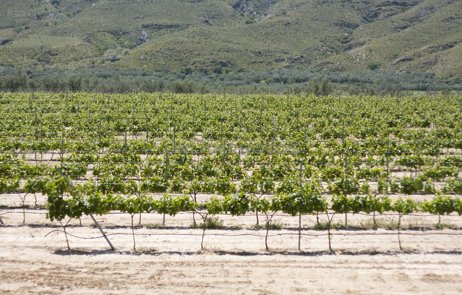 Vineyard in Spain by Brigida_Soriano