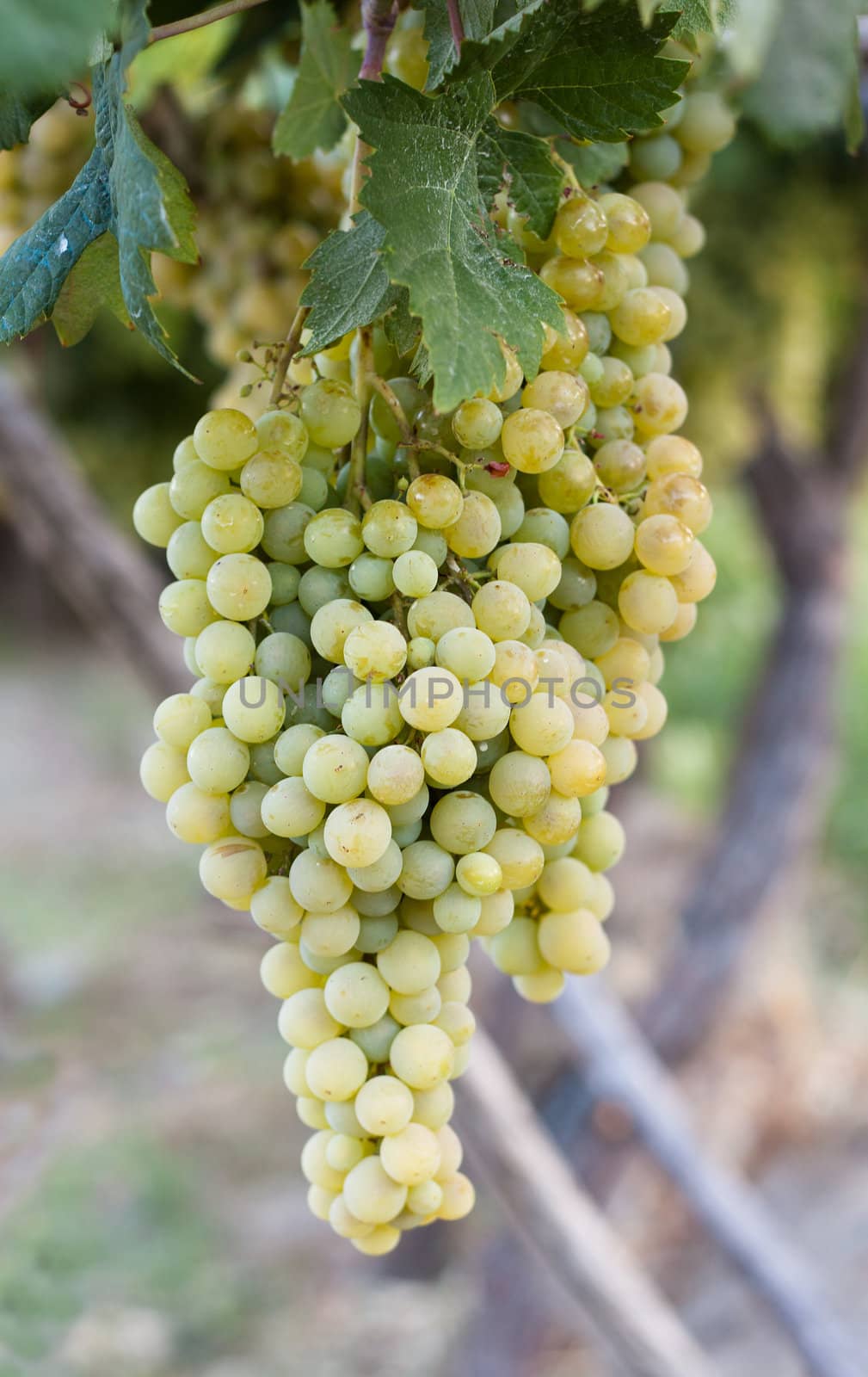 Clusters of white grapes hanging on a vine in Spain.