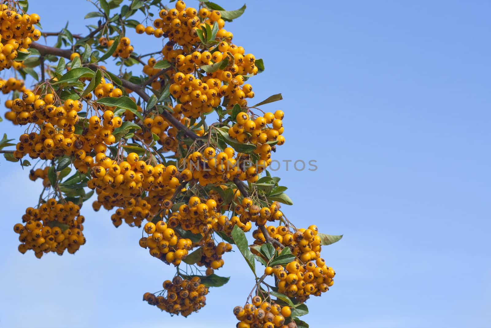 Branch loaded with sea buckthorn berries against blue sky.