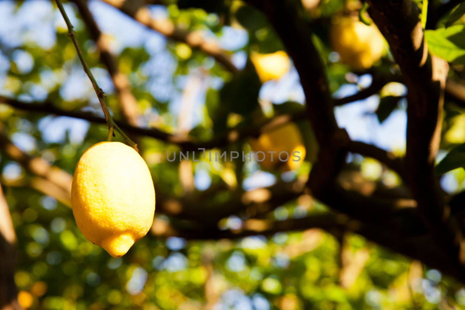 Lemon on the tree in Costiera Amalfitana, tipical Italian location for this fruit