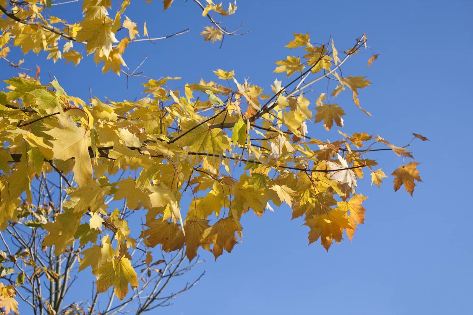 Autumn Leaves by Brigida_Soriano