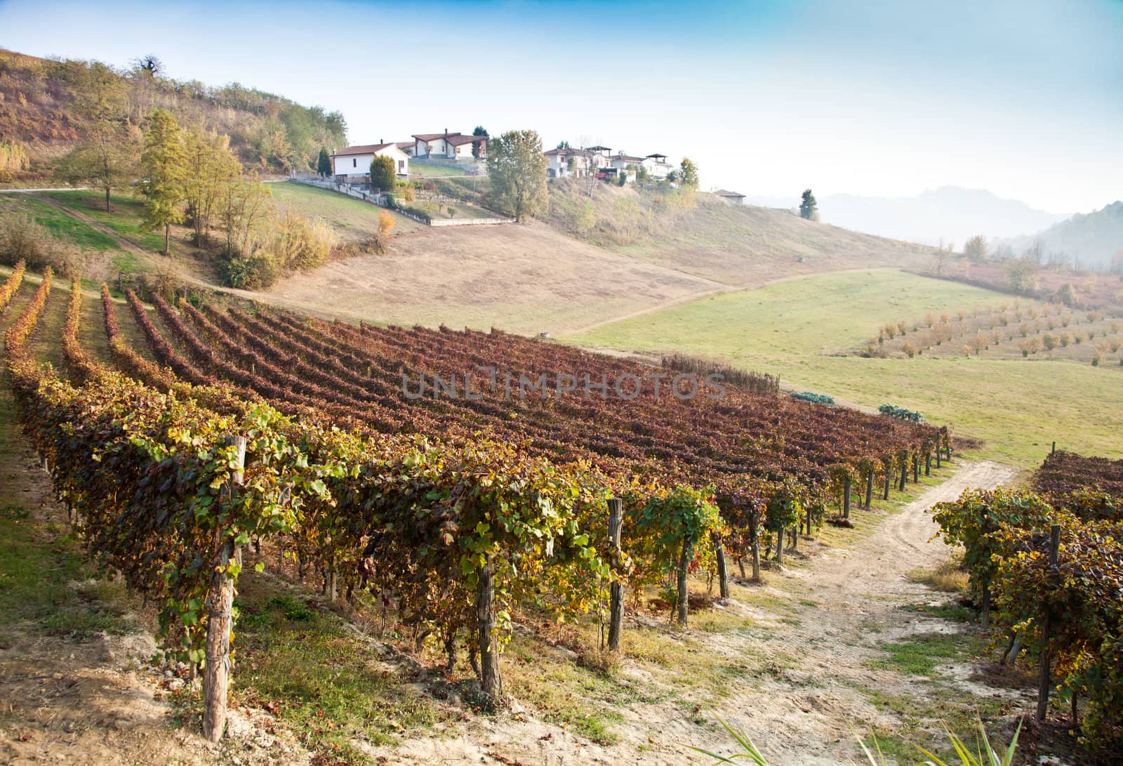 Italian vineyard of Barbera during autumn season