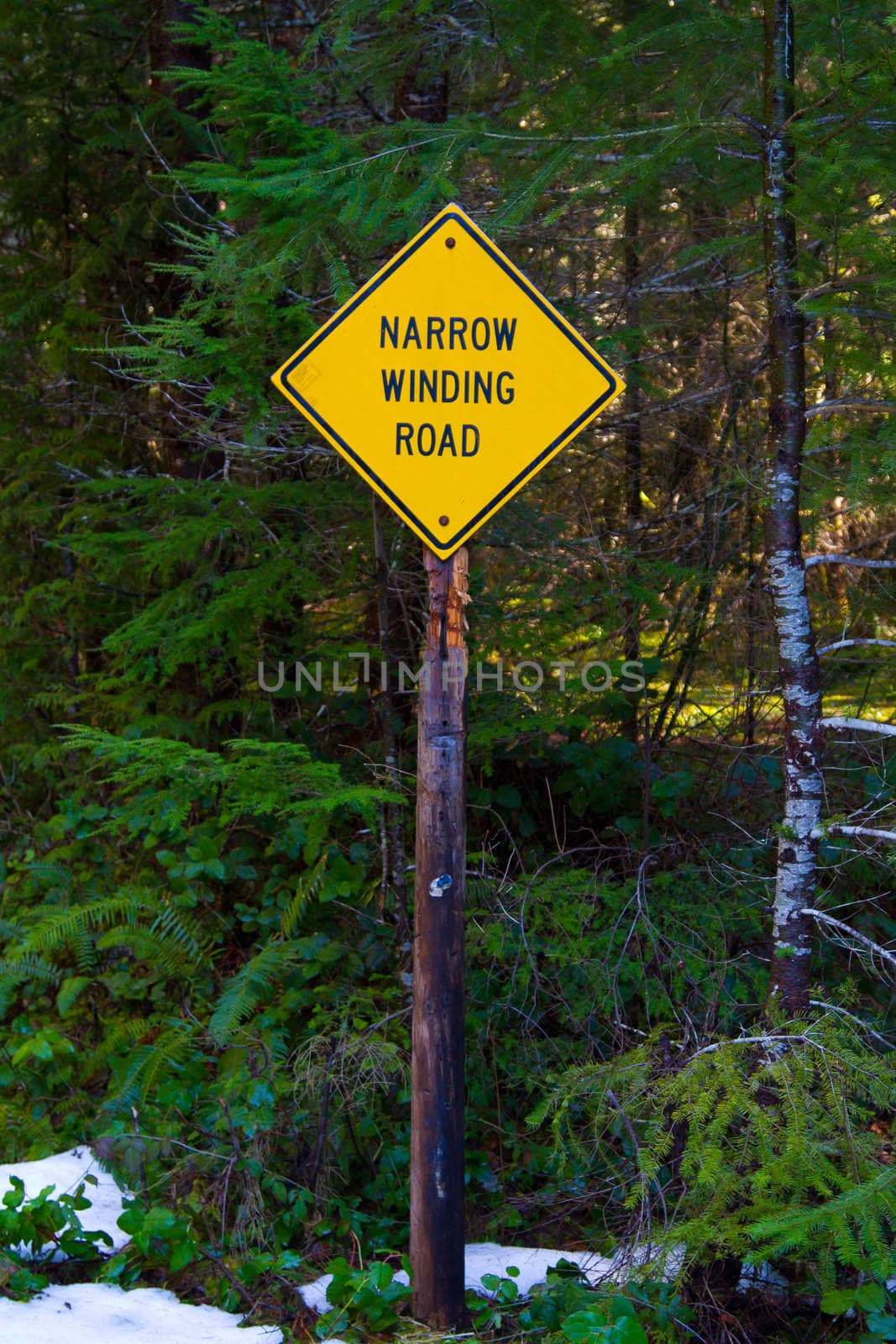A yellow caution signs warns of a narrow and winding road ahead for drivers in this forest in the winter.
