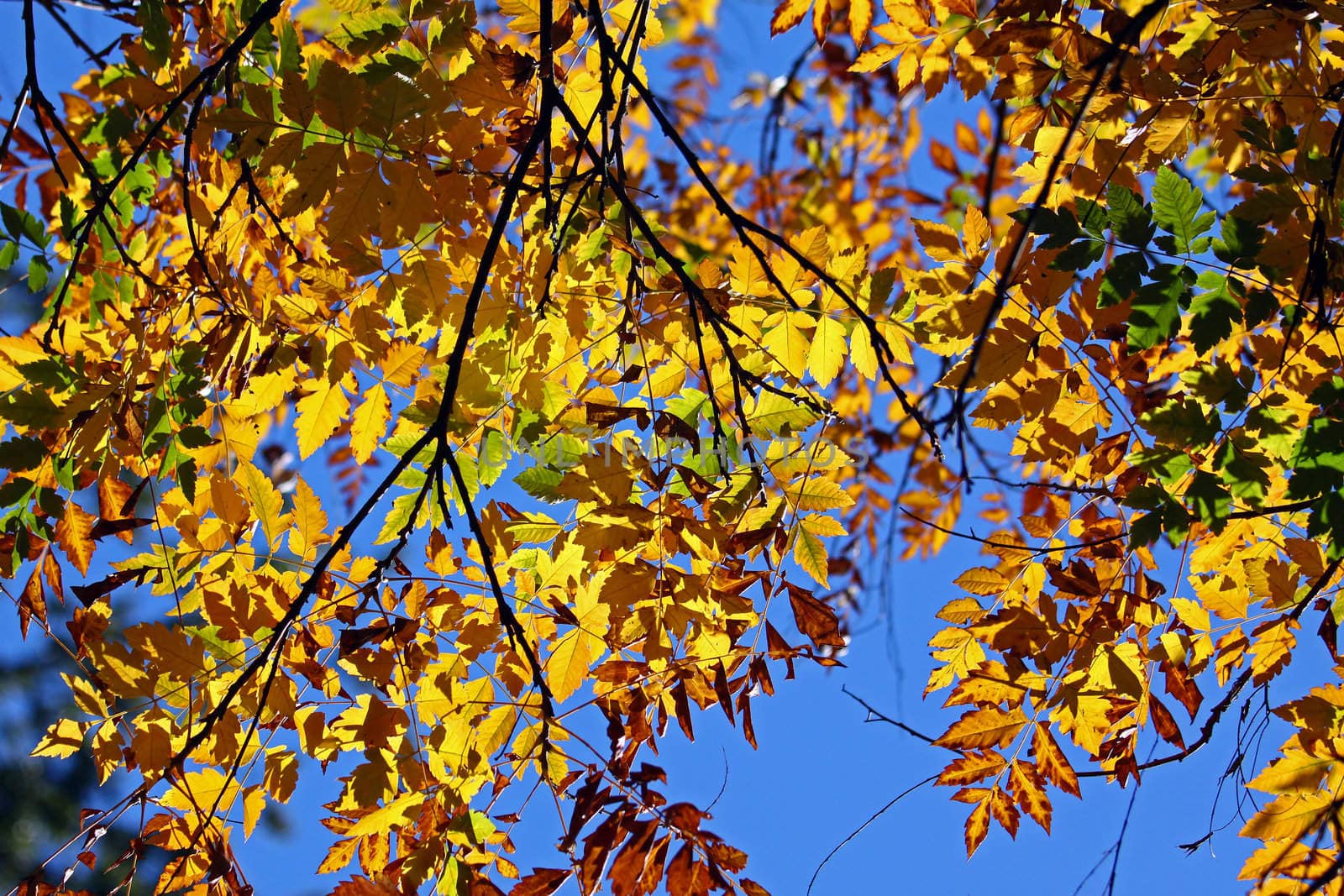 Japanese Foliage