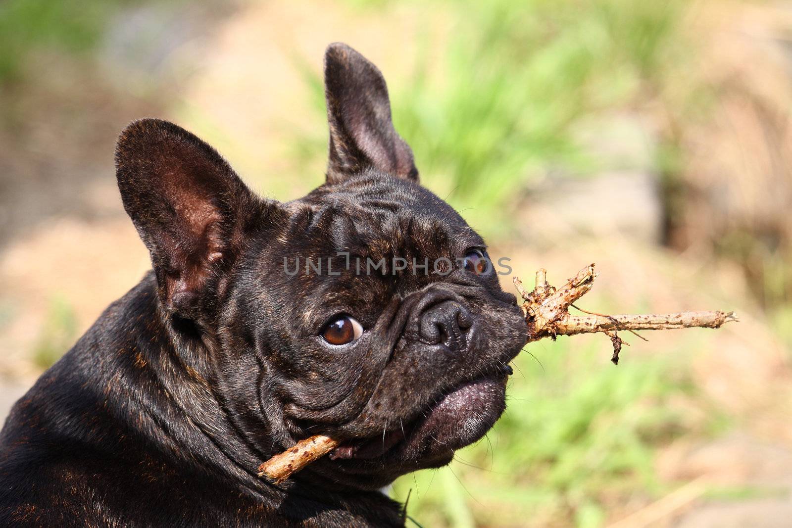 french Bulldog