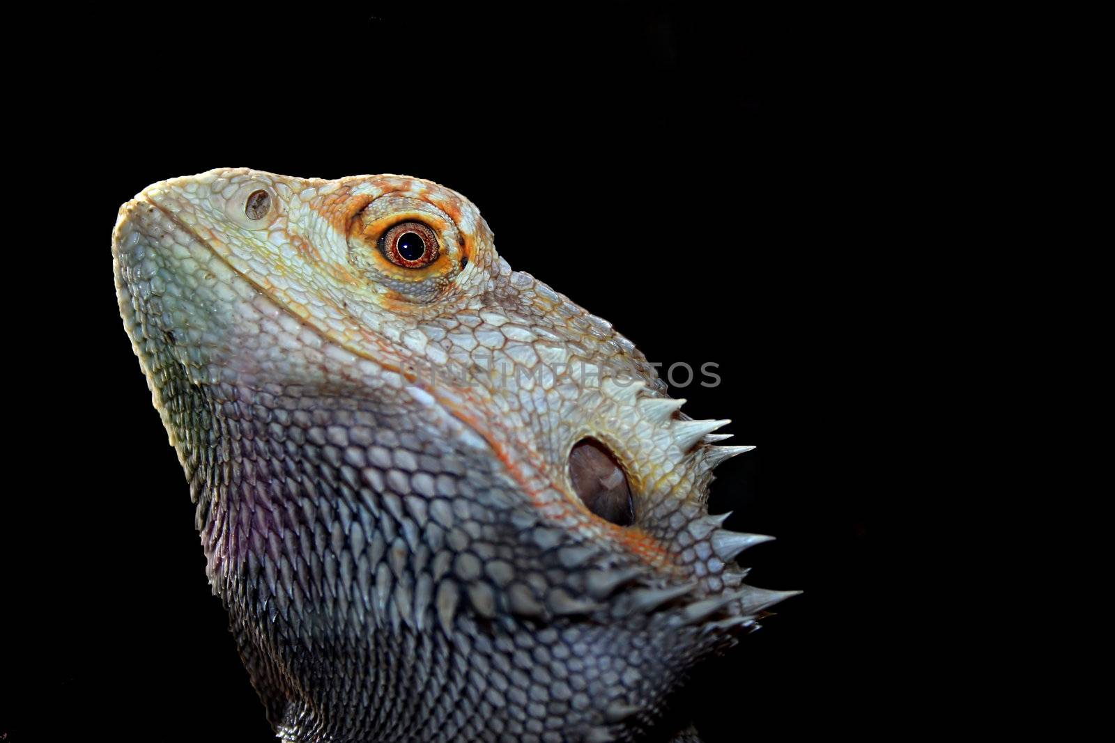 Agama







Bartagame, Bart-Agame (Amphibolurus barbatus, Pogona barbatus)