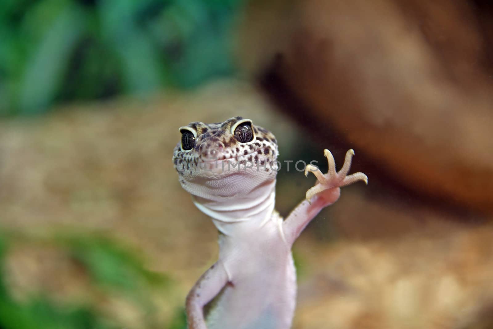 Leopard Agama