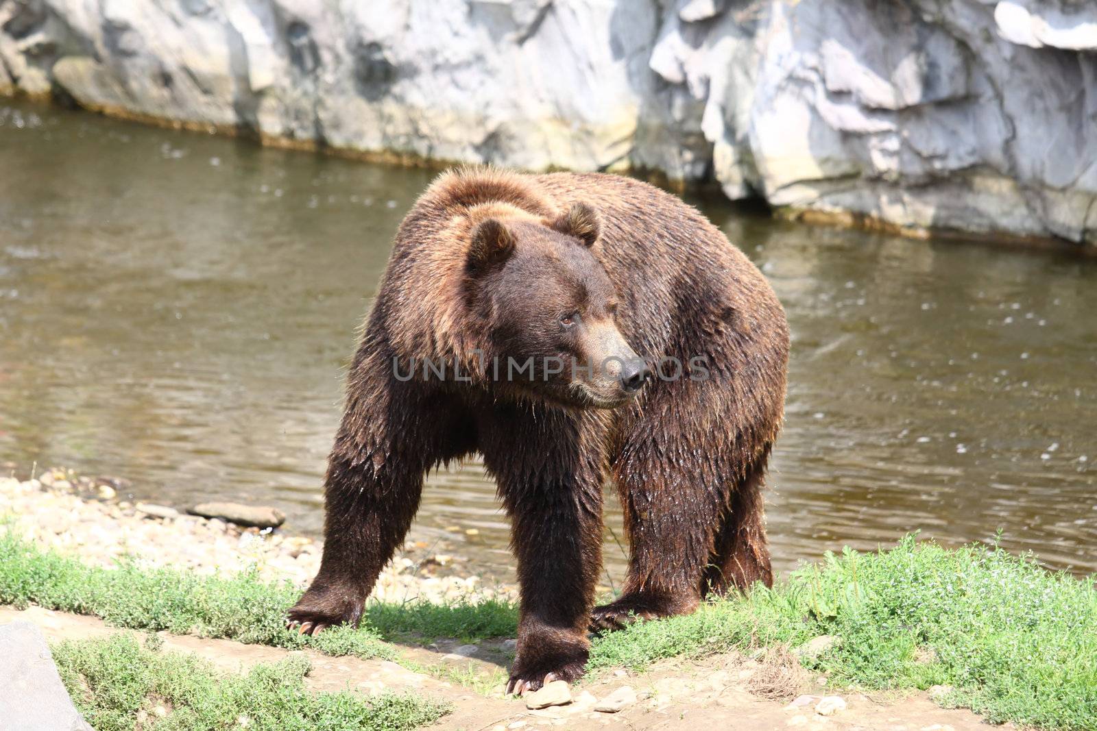 brown bear