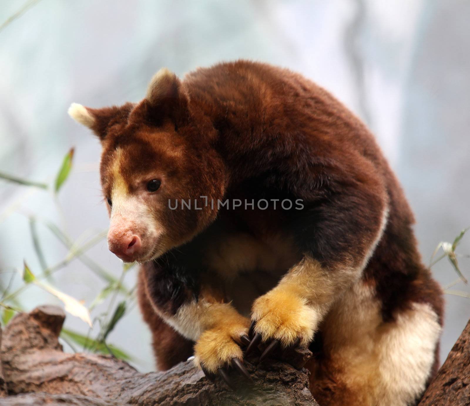 Matschie's Tree Kangaroo