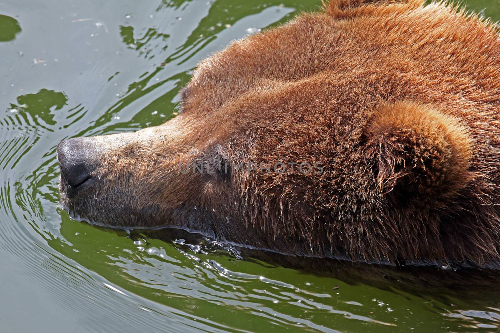 brown bear