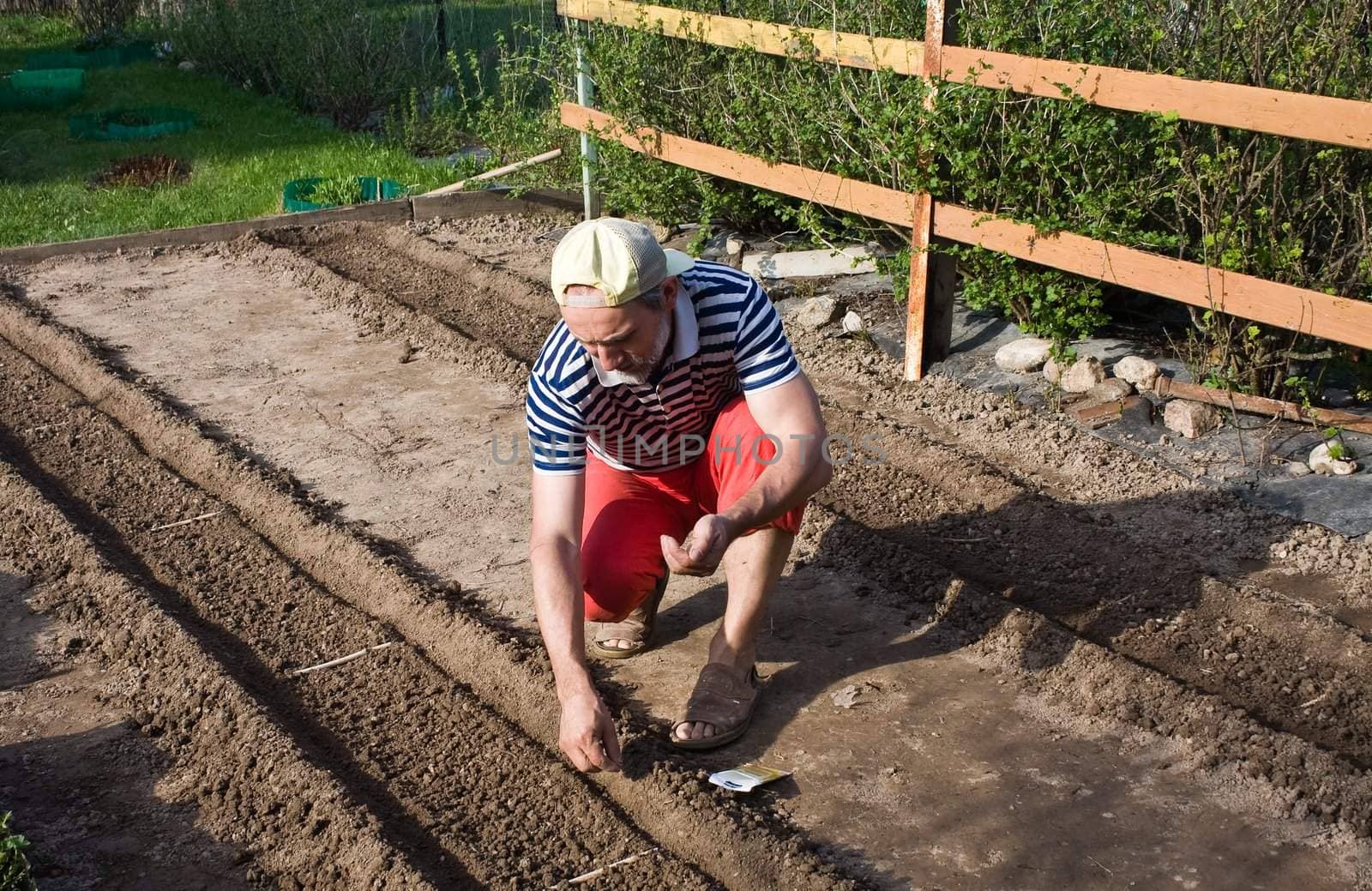 Spring works in the garden. Sowing vegetable crops by nikolpetr