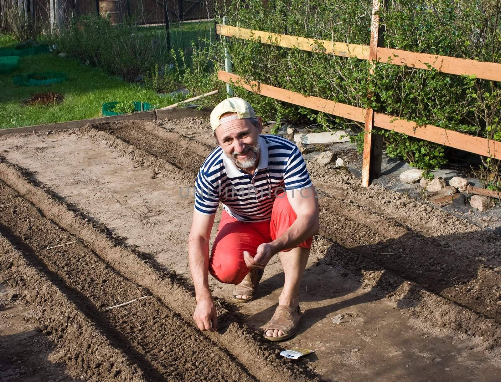 Spring works in the garden. Sowing vegetable crops by nikolpetr