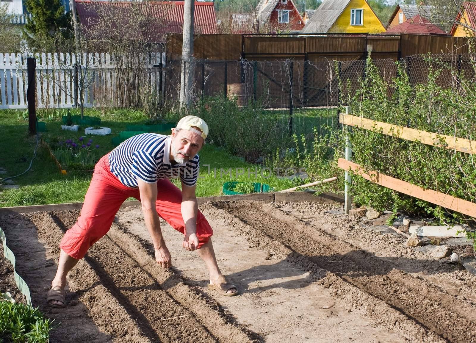 Spring works in the garden. Sowing vegetable crops by nikolpetr