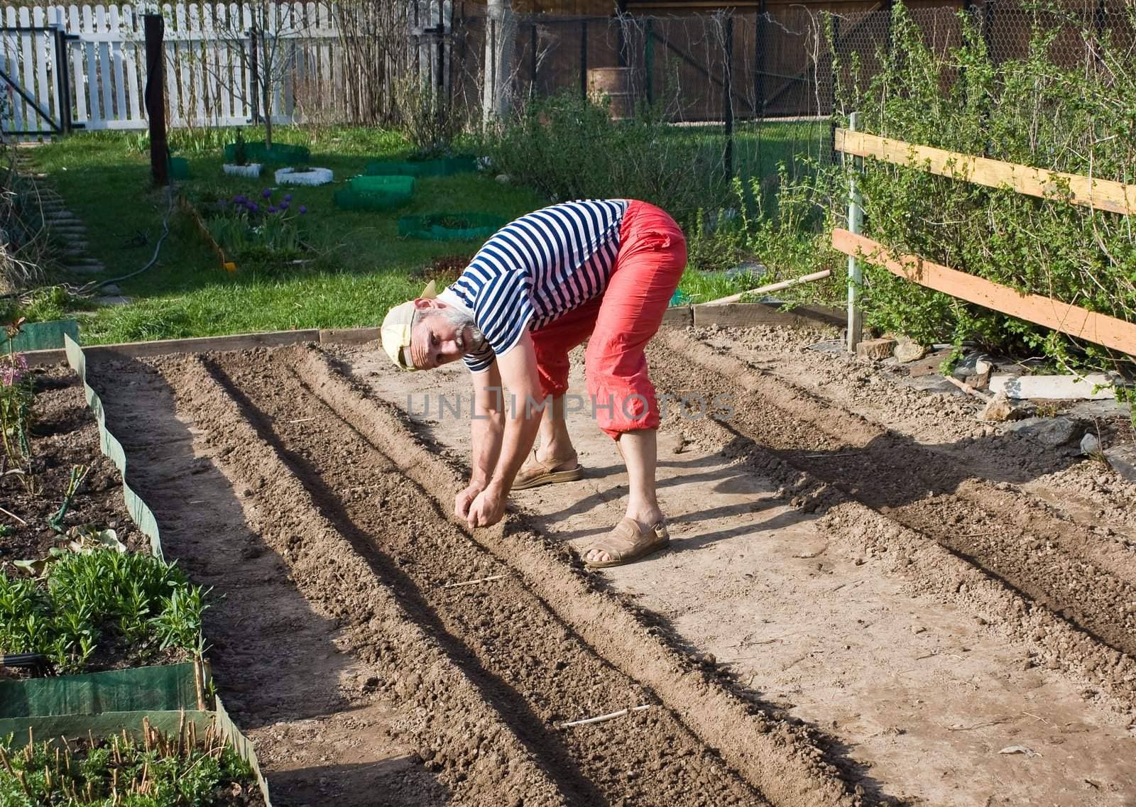 Spring works in the garden. Sowing vegetable crops by nikolpetr