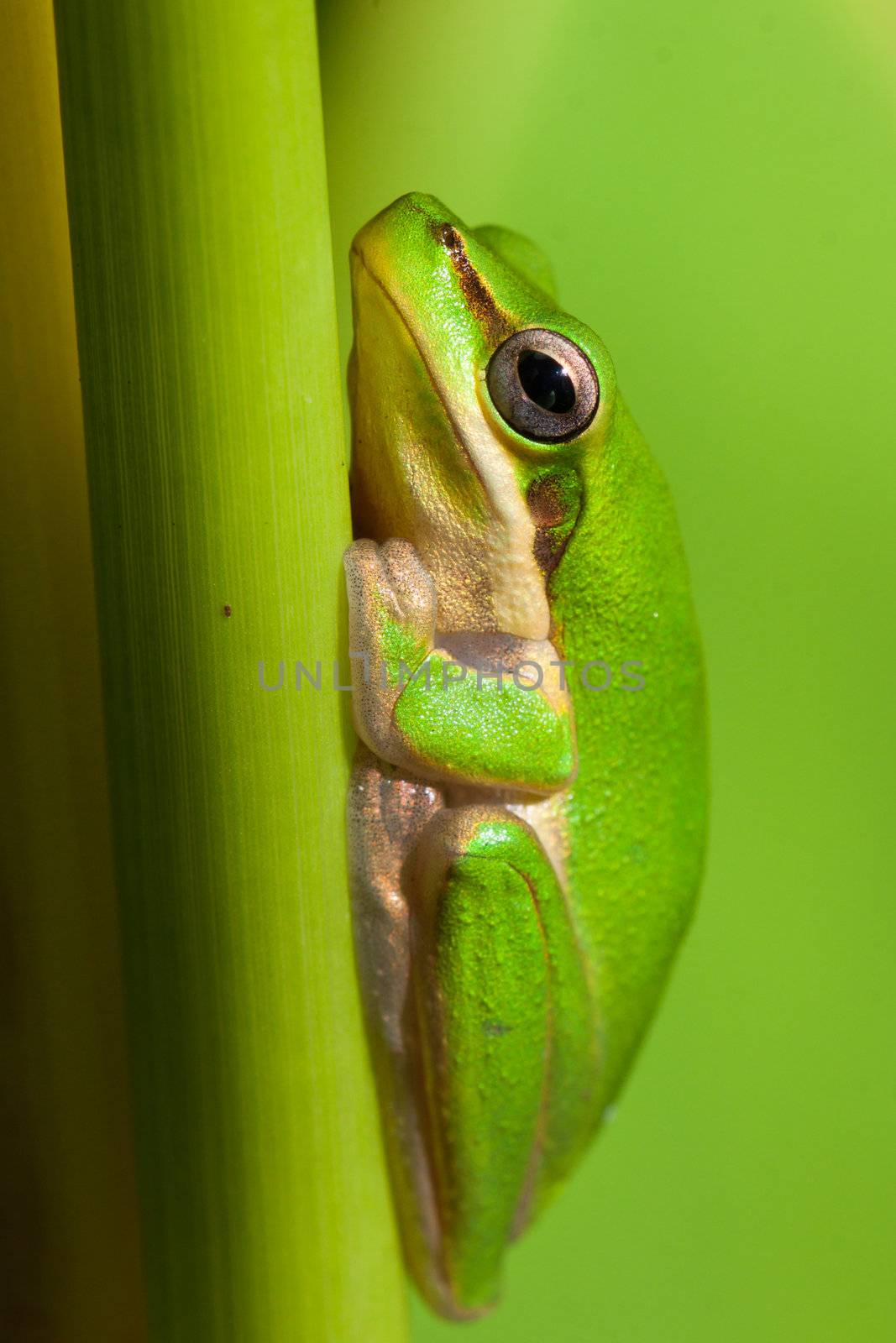 Close-up of Dwarf tree frog by Jaykayl