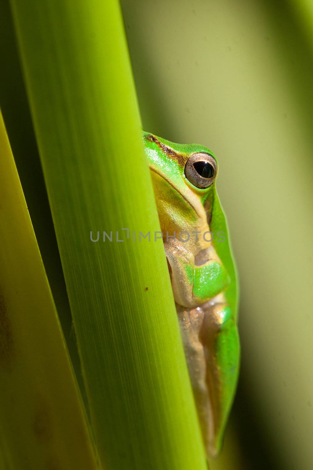 Dwarf tree frog by Jaykayl