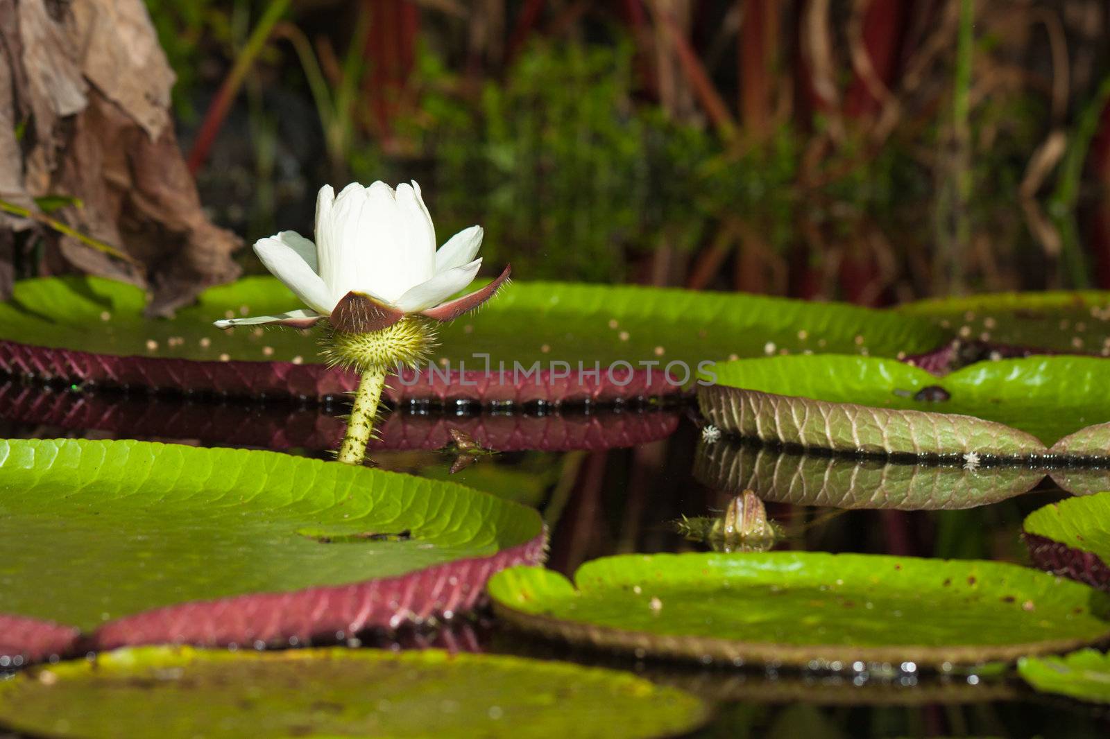 Giant water lily (Victoria amazonica) by Jaykayl