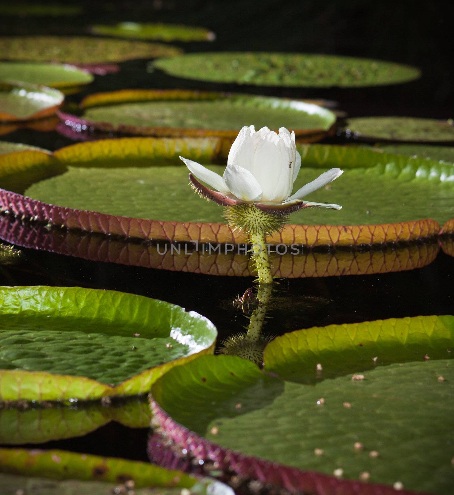 Close-up of the Giant water lily (Vicoria amazonica) flower.