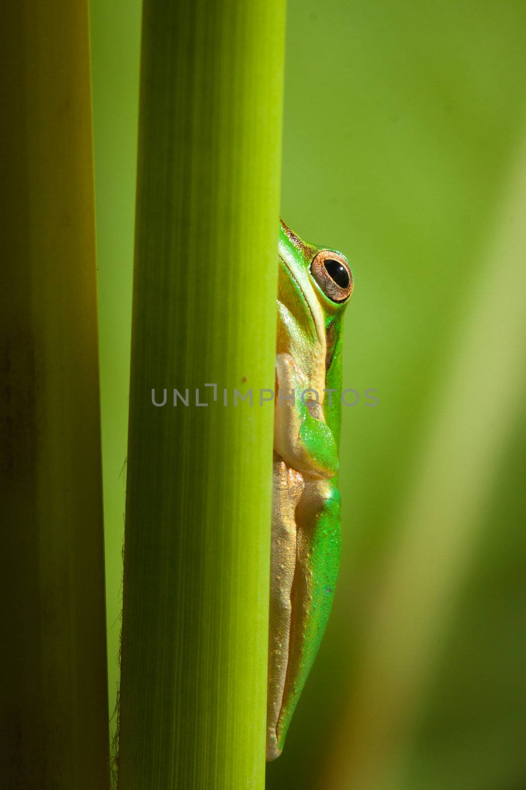 Cute and beautiful dwarf tree frog (Litoria fallax) hiding behind a plant stem