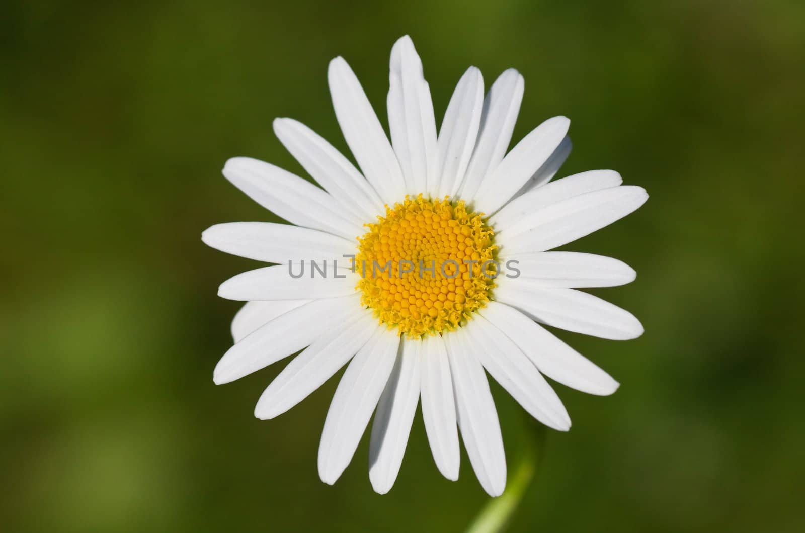 Closeup of a beautiful yellow and white Marguerite, Daisy flower by nikolpetr