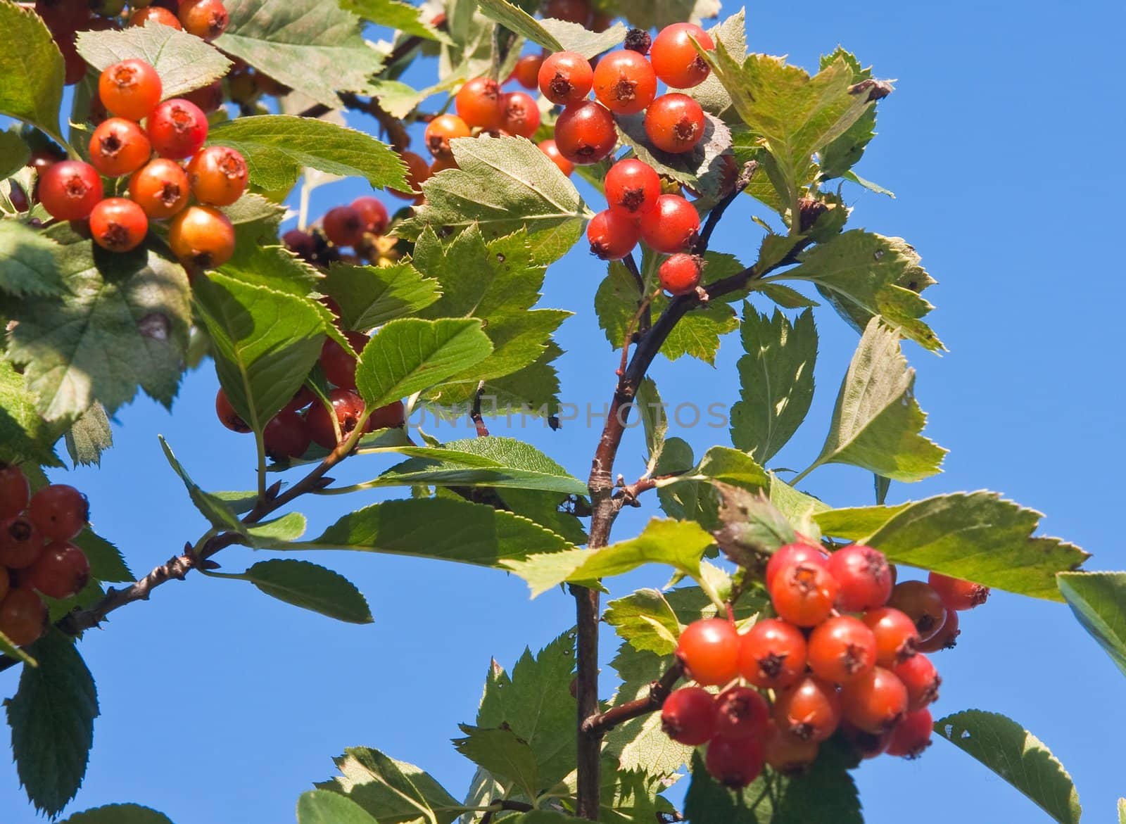 Hawthorn against blue sky by nikolpetr