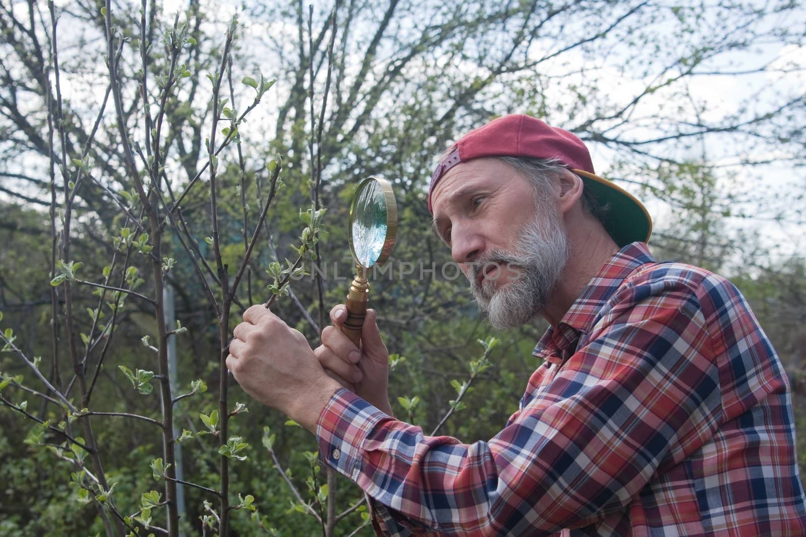 A man inspects apple tree branch in search of vermin