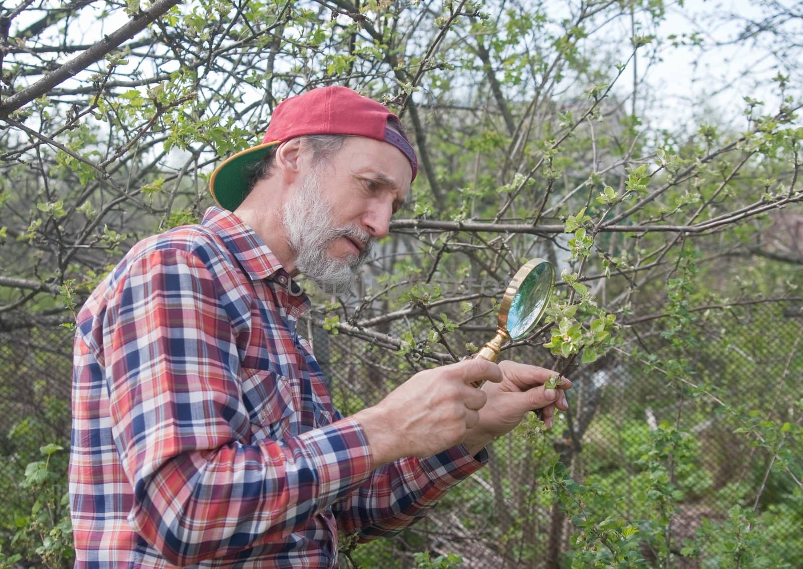 A man inspects apple tree branch in search of vermin