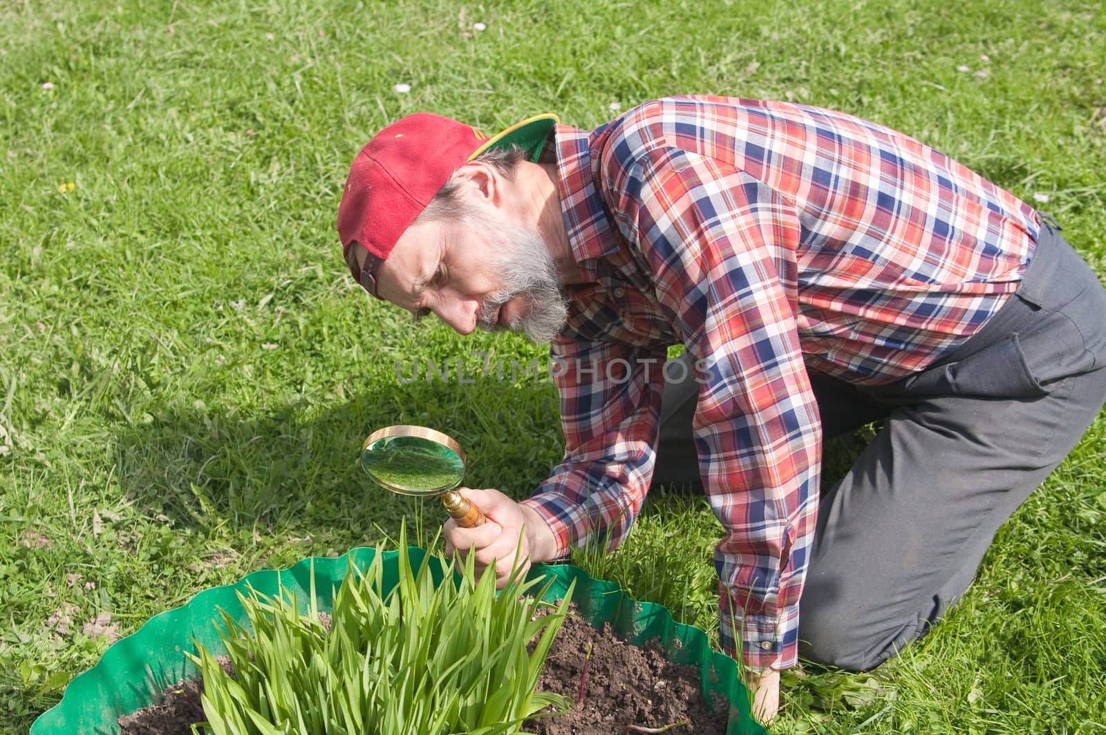 A man inspects the flower stems in search of vermin by nikolpetr