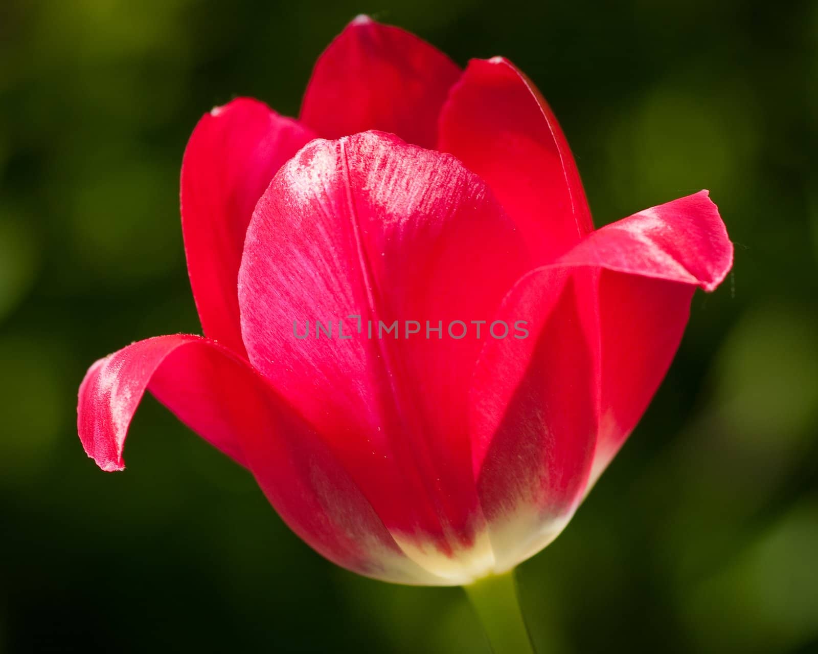 Red tulip by nikolpetr
