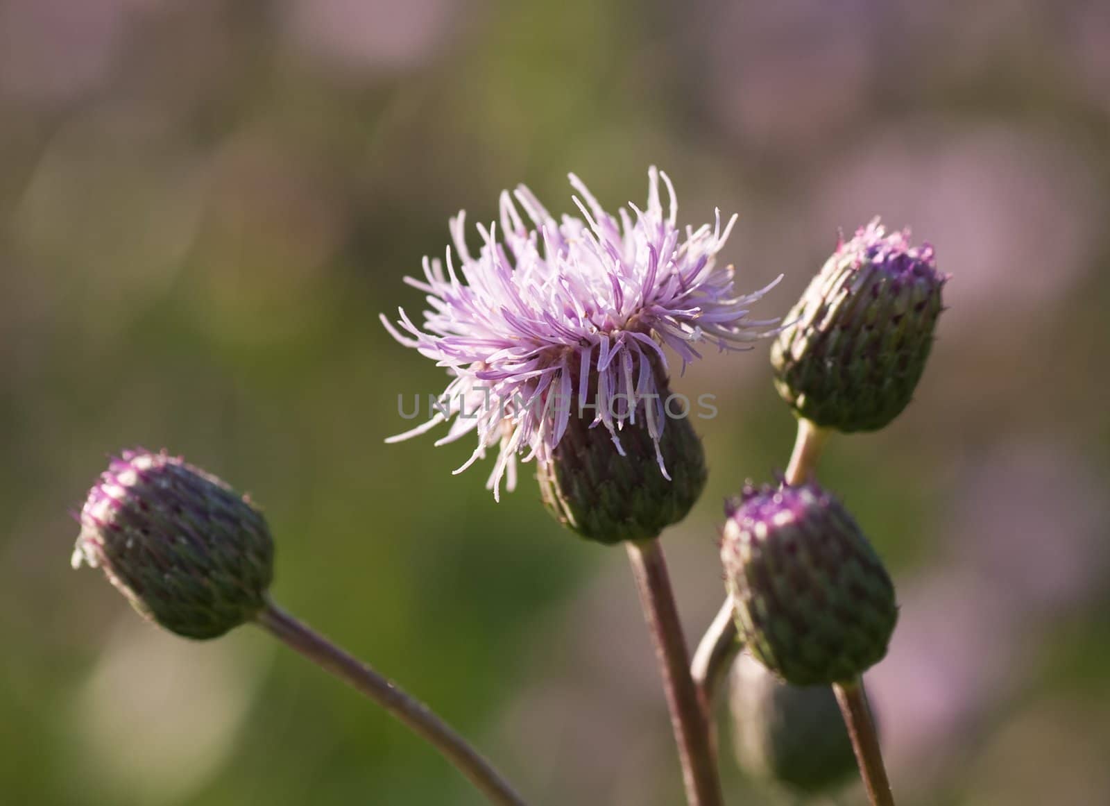 Wild thistle. Cotton ( Scotch ), Onopordum Acanthium by nikolpetr