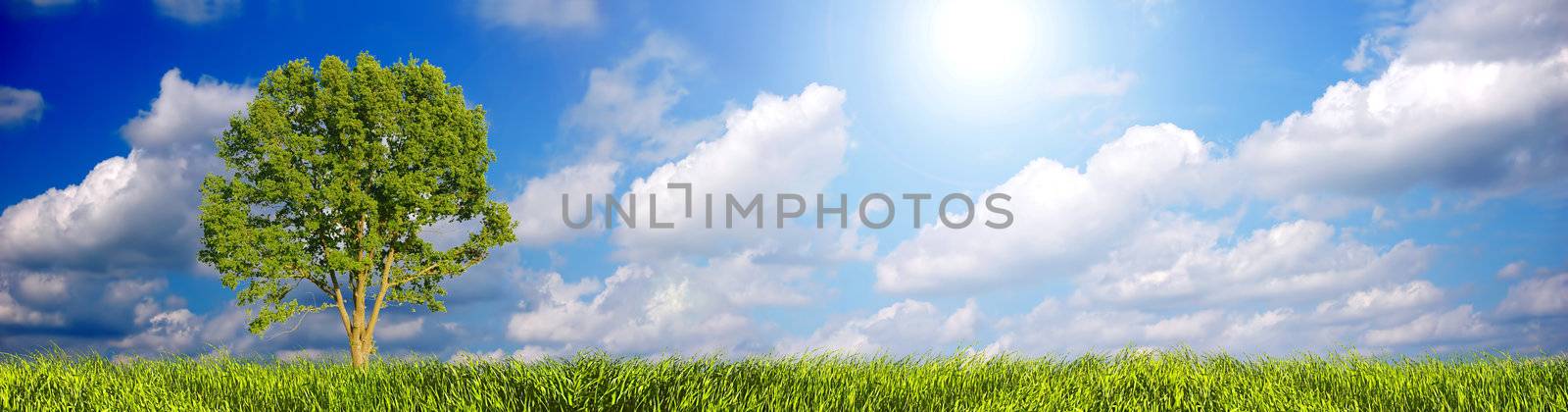 Sunny summer landscape panorama with tree. Clear and easy to use.