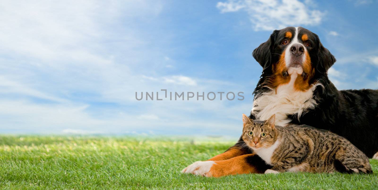 Dog and cat together on grass, sunny spring day and blue sky. Panorama version