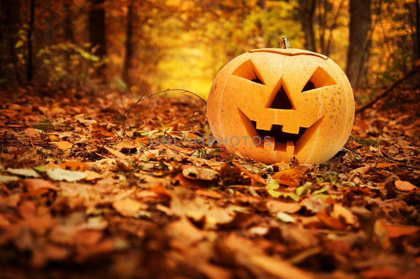 Halloween scary pumpkin in autumn forest