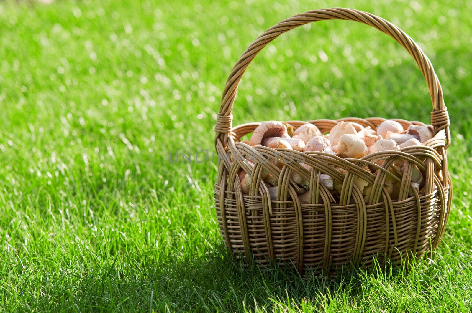 Basket of fresh mushrooms on grass