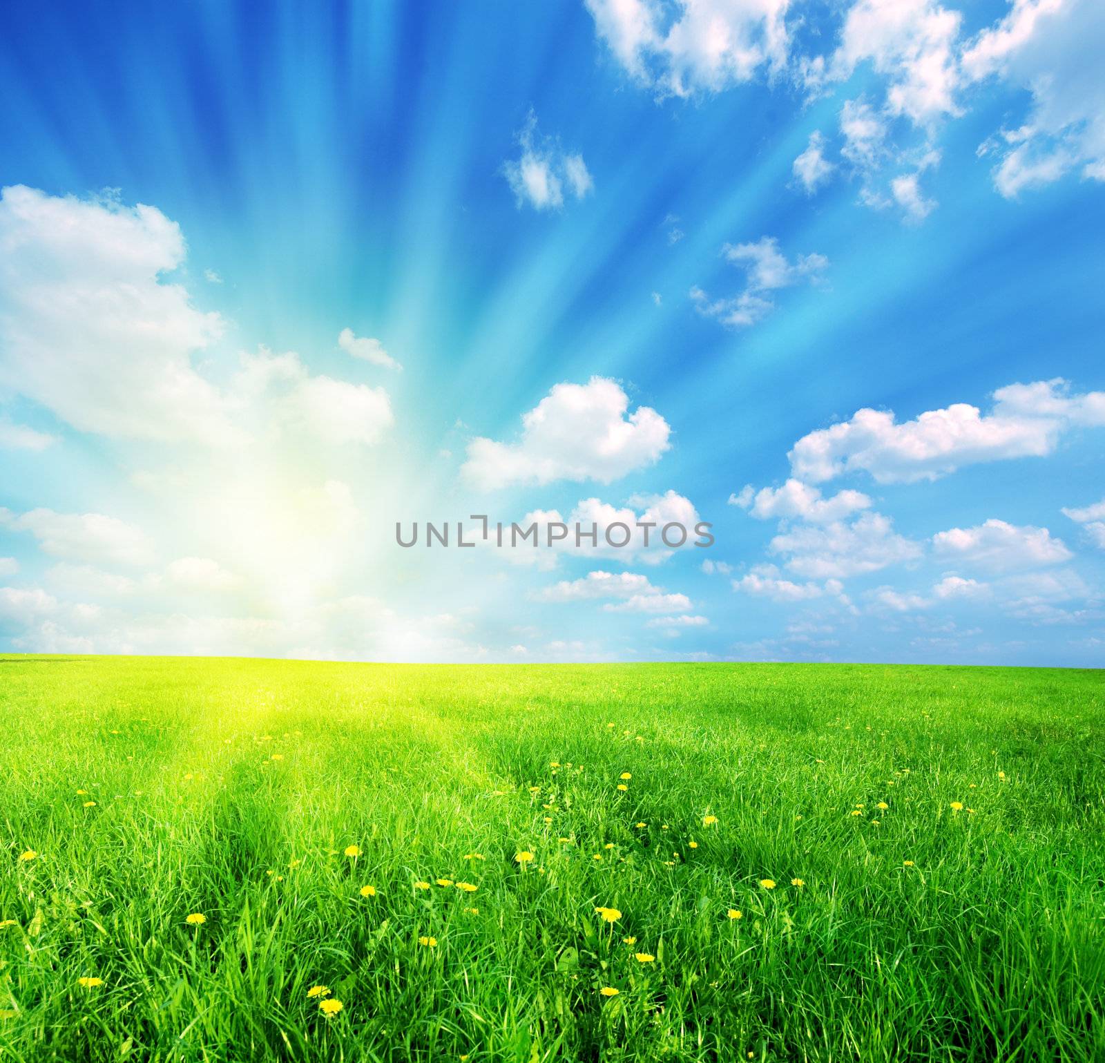 Green grass and blue sunny sky spring landscape. Perfect for backgrounds