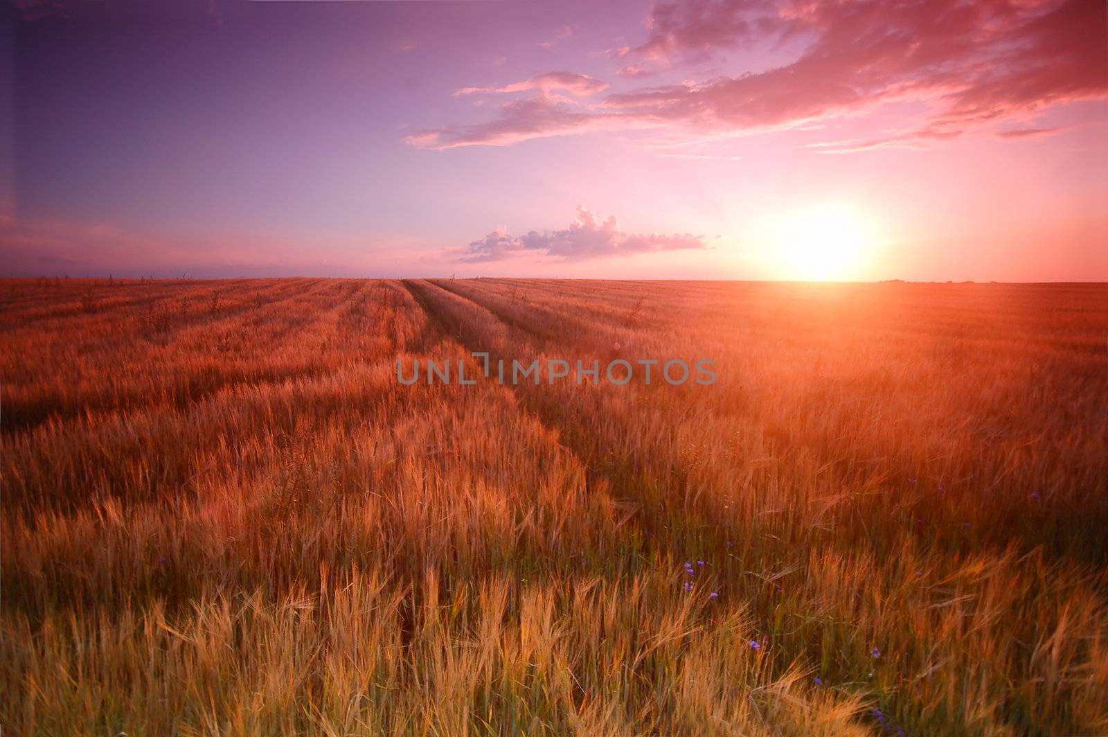 Sunset field scenery with Cross shape in wheat