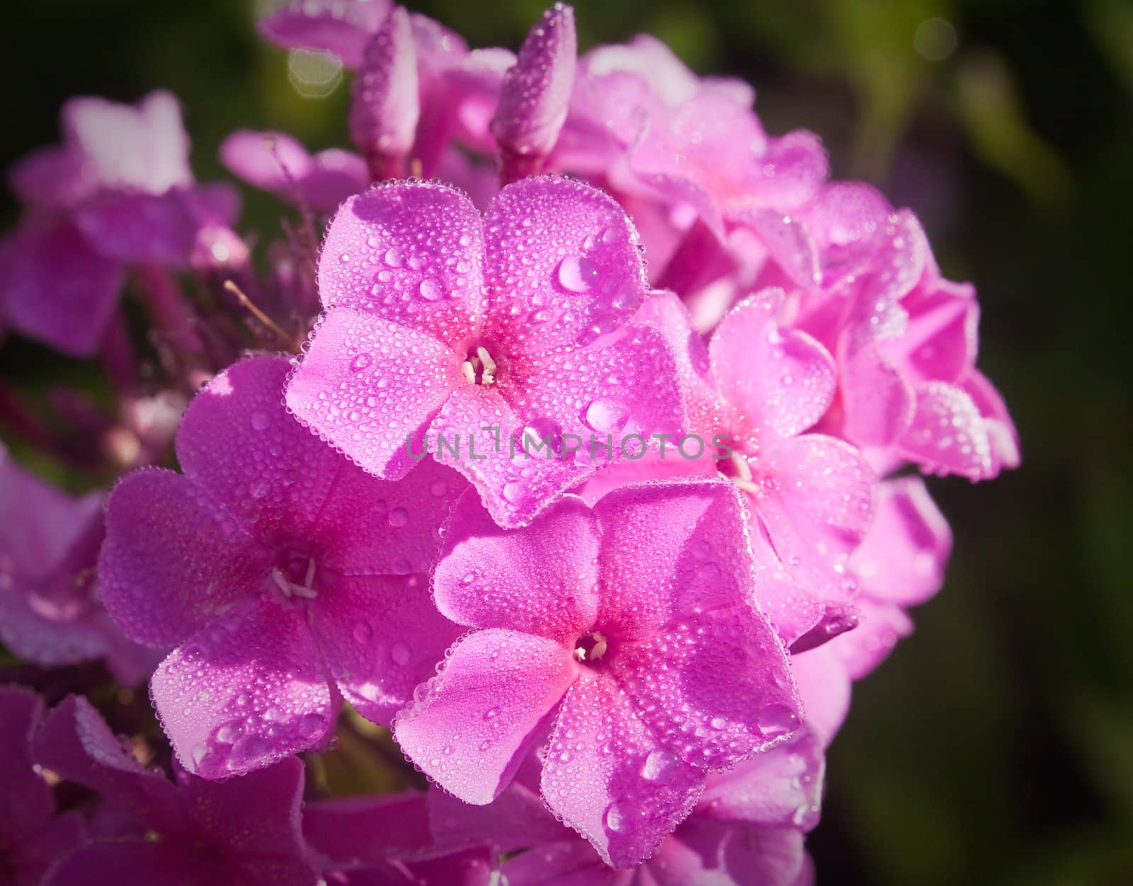 Beautiful pink phlox covered with dew in the morning light by nikolpetr