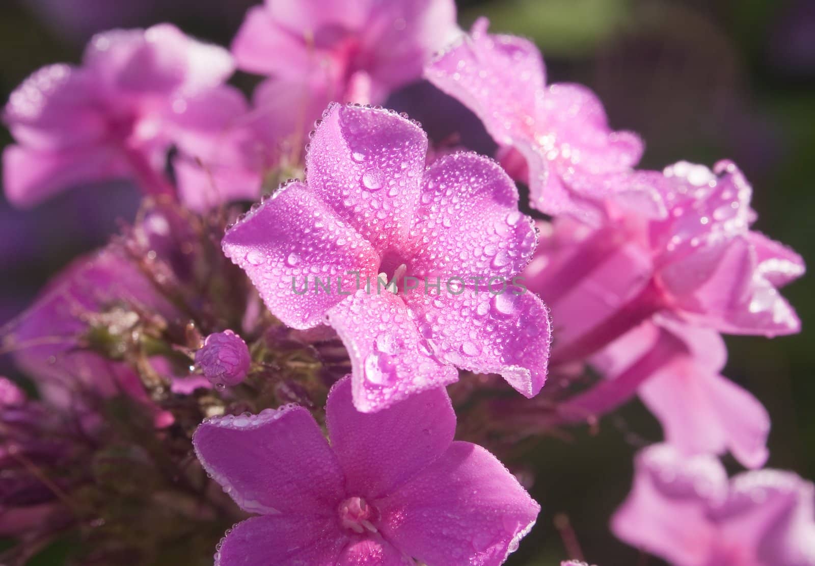 Beautiful pink phlox covered with dew in the morning light by nikolpetr