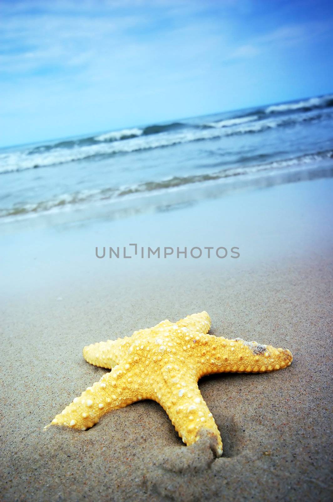 Starfish on the tropical beach