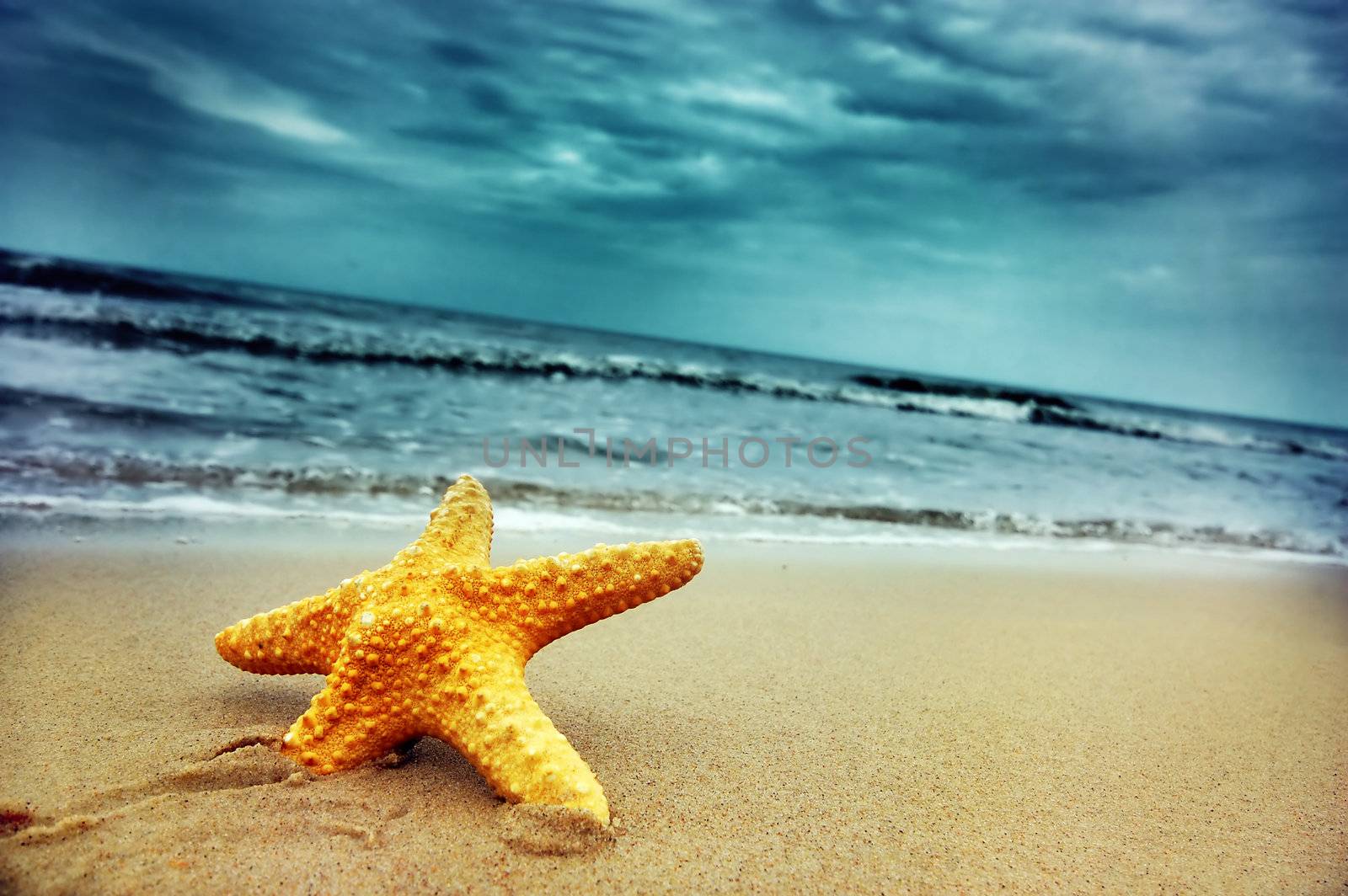 Starfish by photocreo