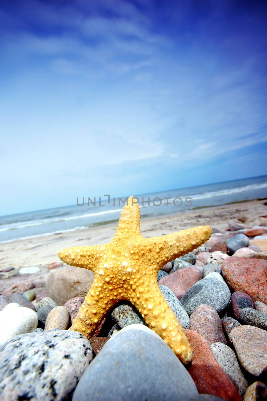 Starfish by photocreo
