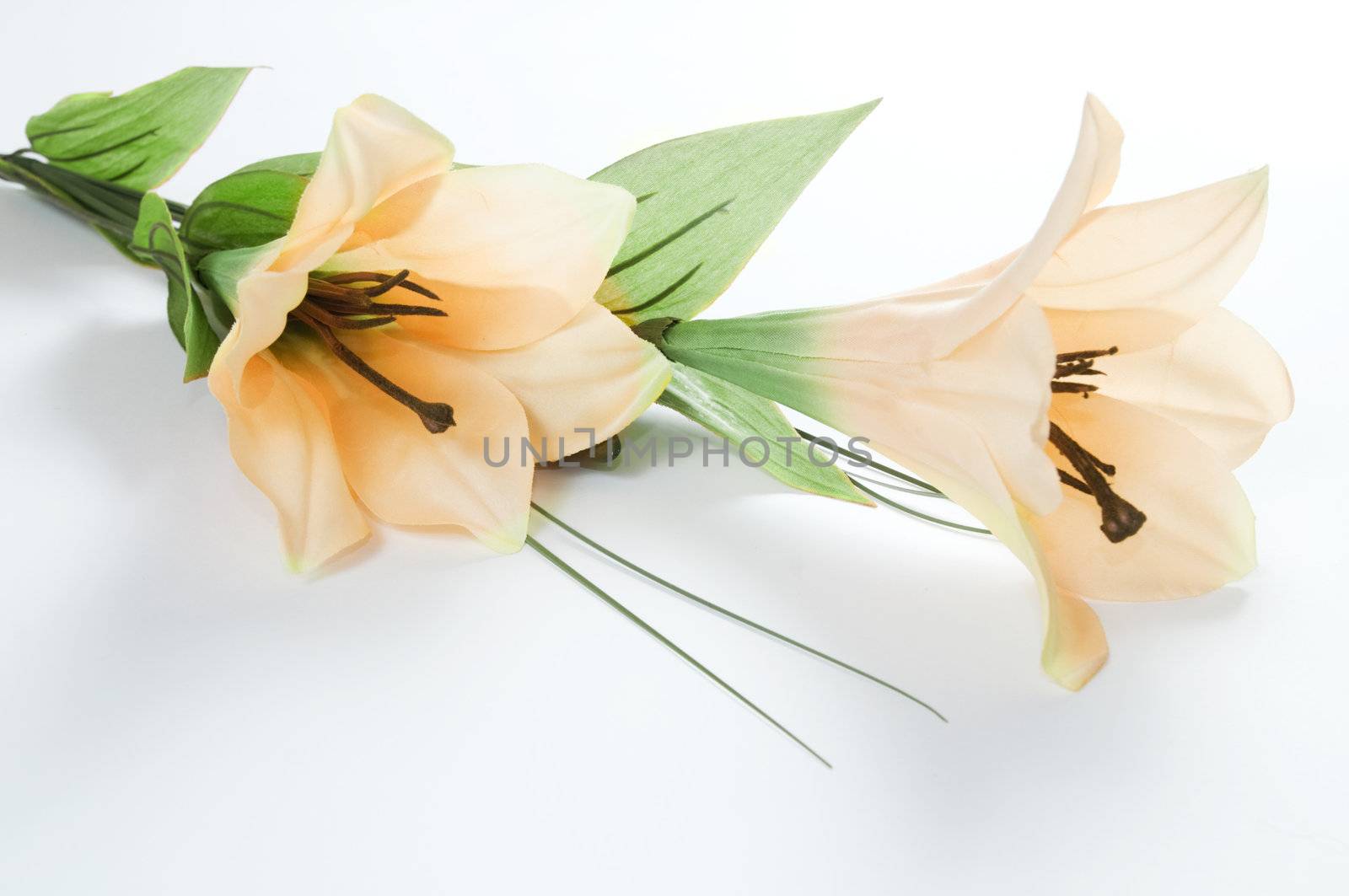 Two lillies isolated on white