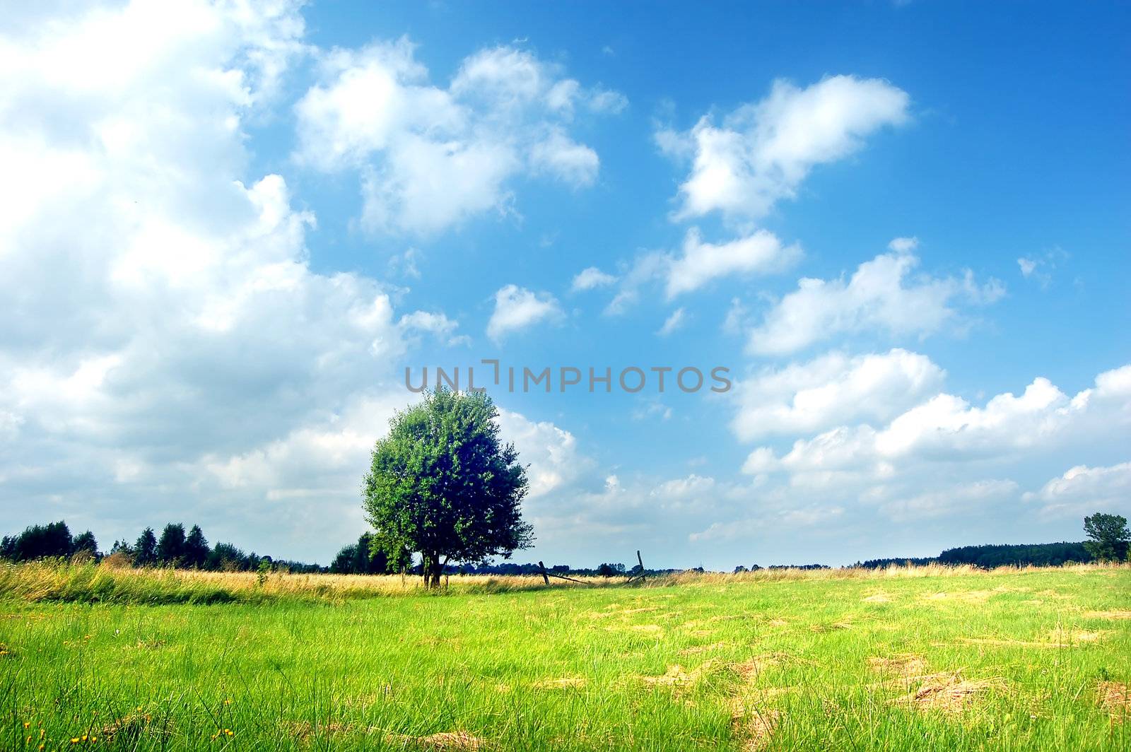 Spring landscape. Green meadow with tree