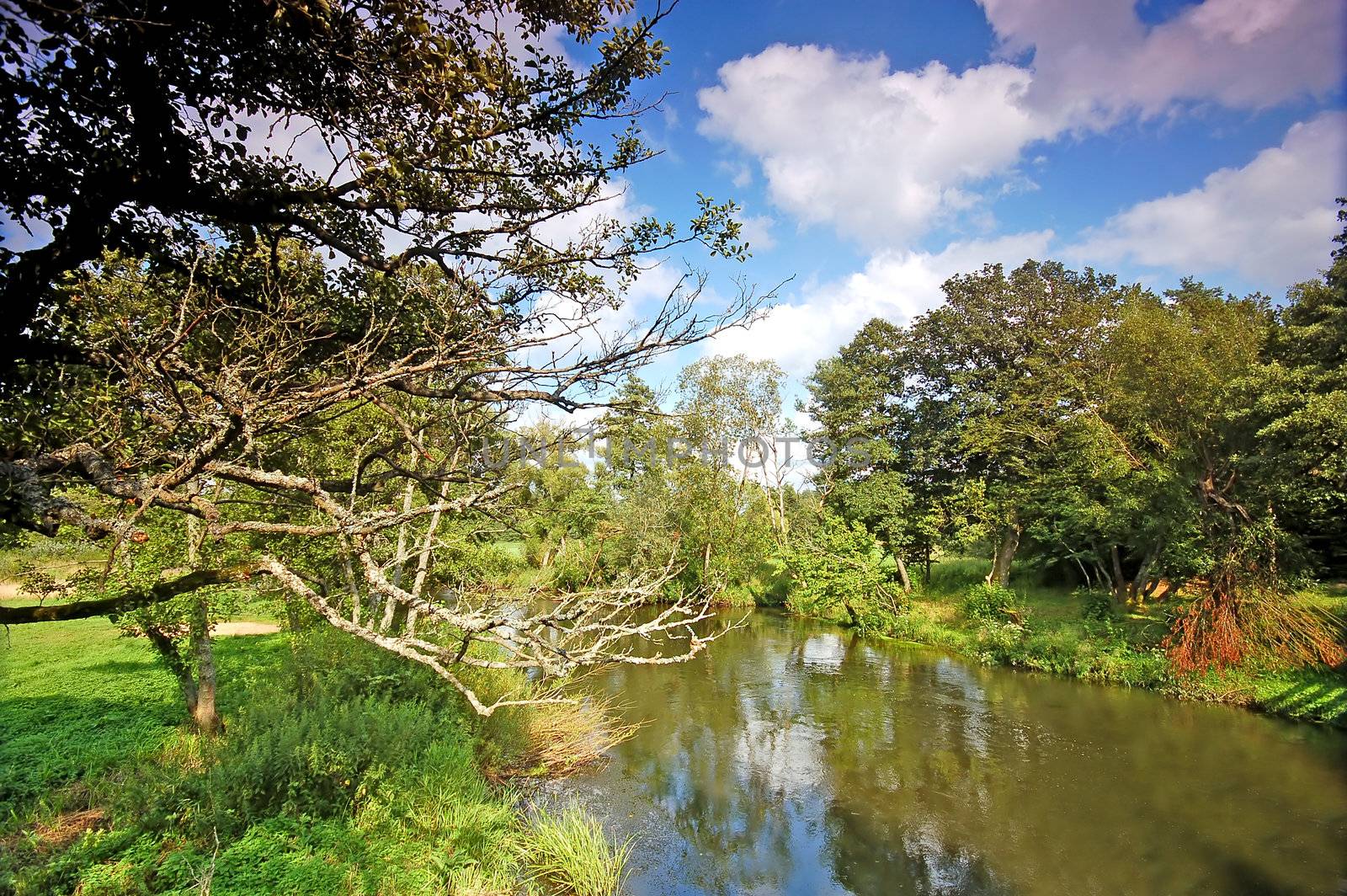 Summer landscape. River and trees