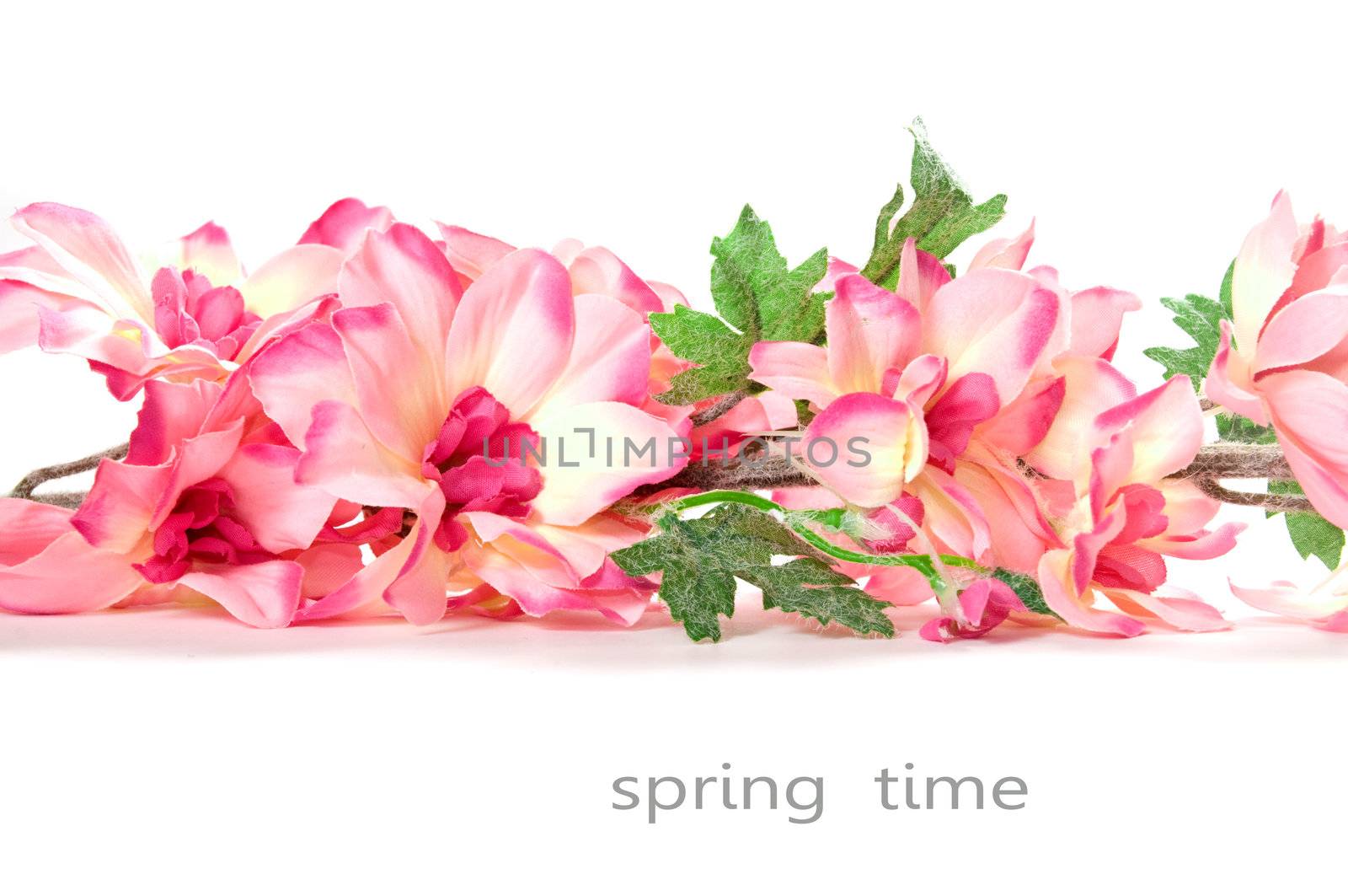 Spring flowers isolated on white background